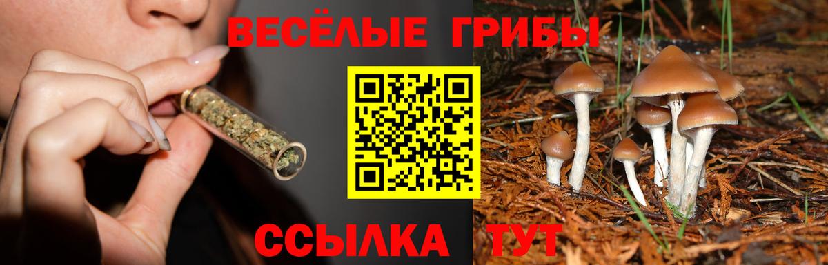 Псилоцибиновые грибы ЛСД  Вход с VPN  Тихорецк  Псилоцибиновые грибы GOLDEN TEACHER 